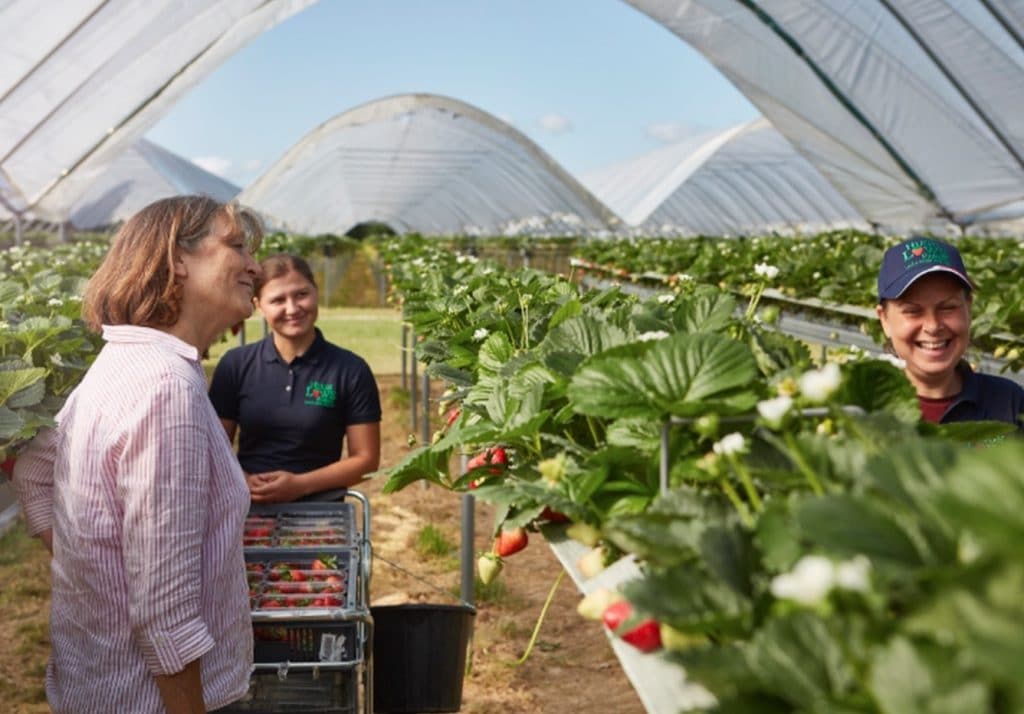 Huge Lowe Farm in Kent